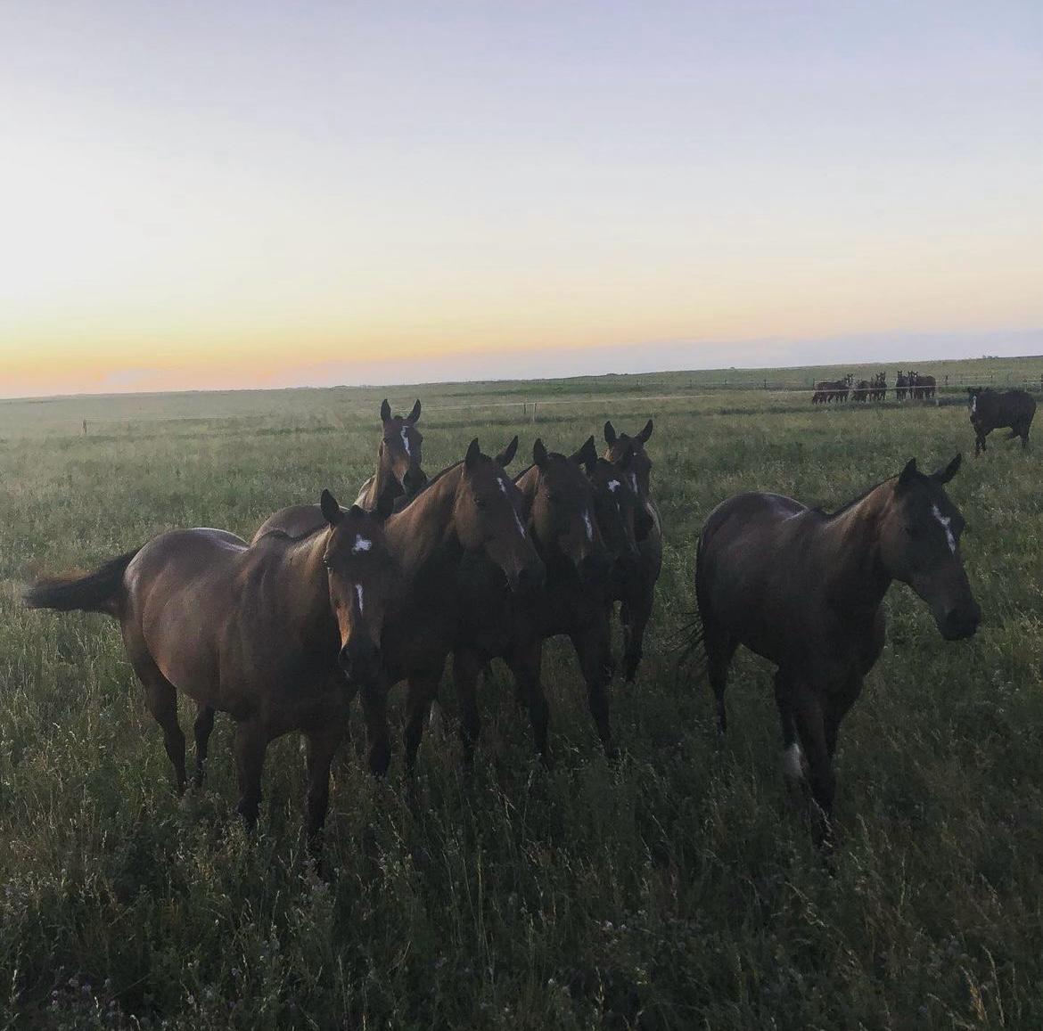 A Glance into the future: The fascinating world of cloning polo ponies - Ainsley Saddlery