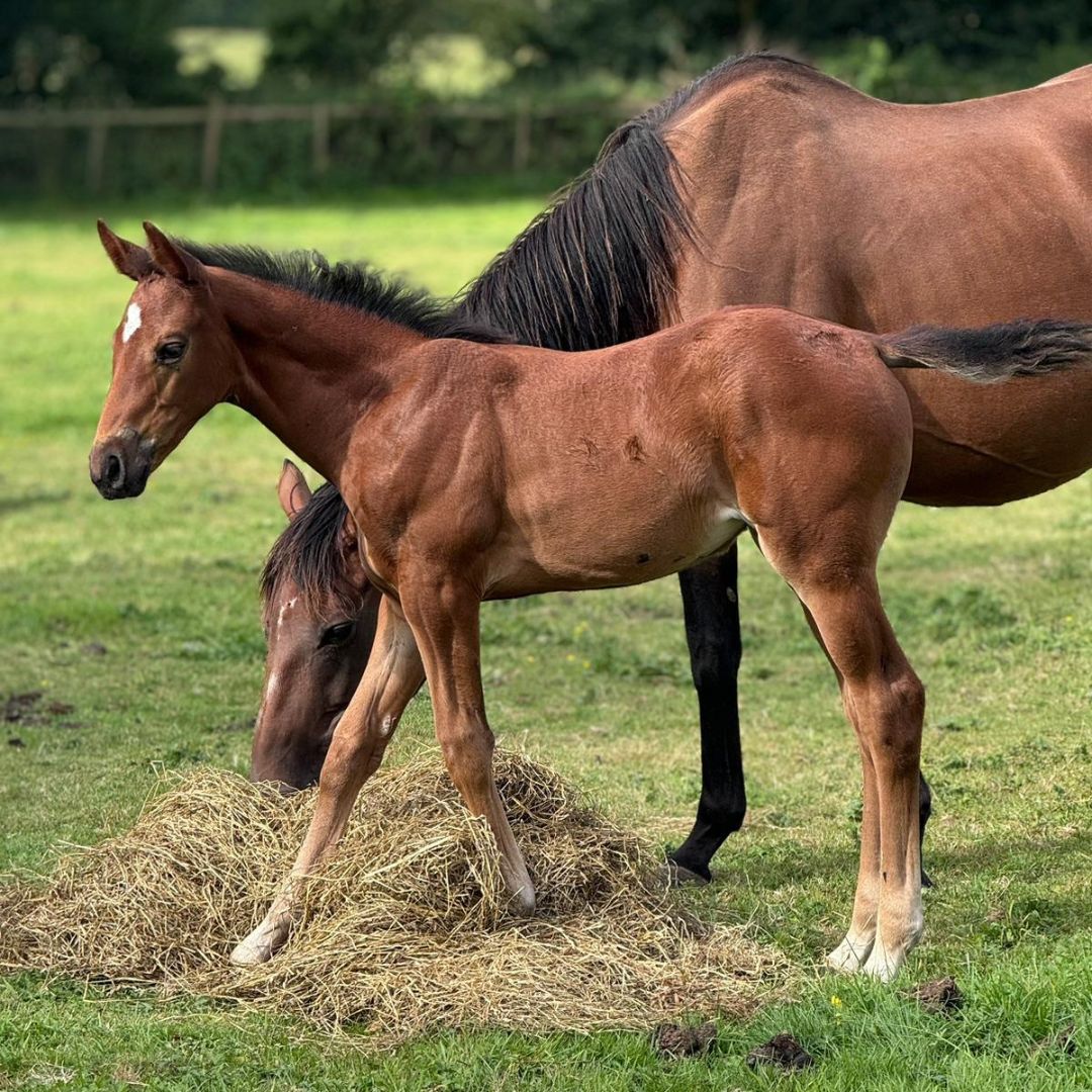 Beyond Birth: The impact of Surrogate Mares on Equine Upbringing, Trainability, and Future Prospects - Ainsley Saddlery