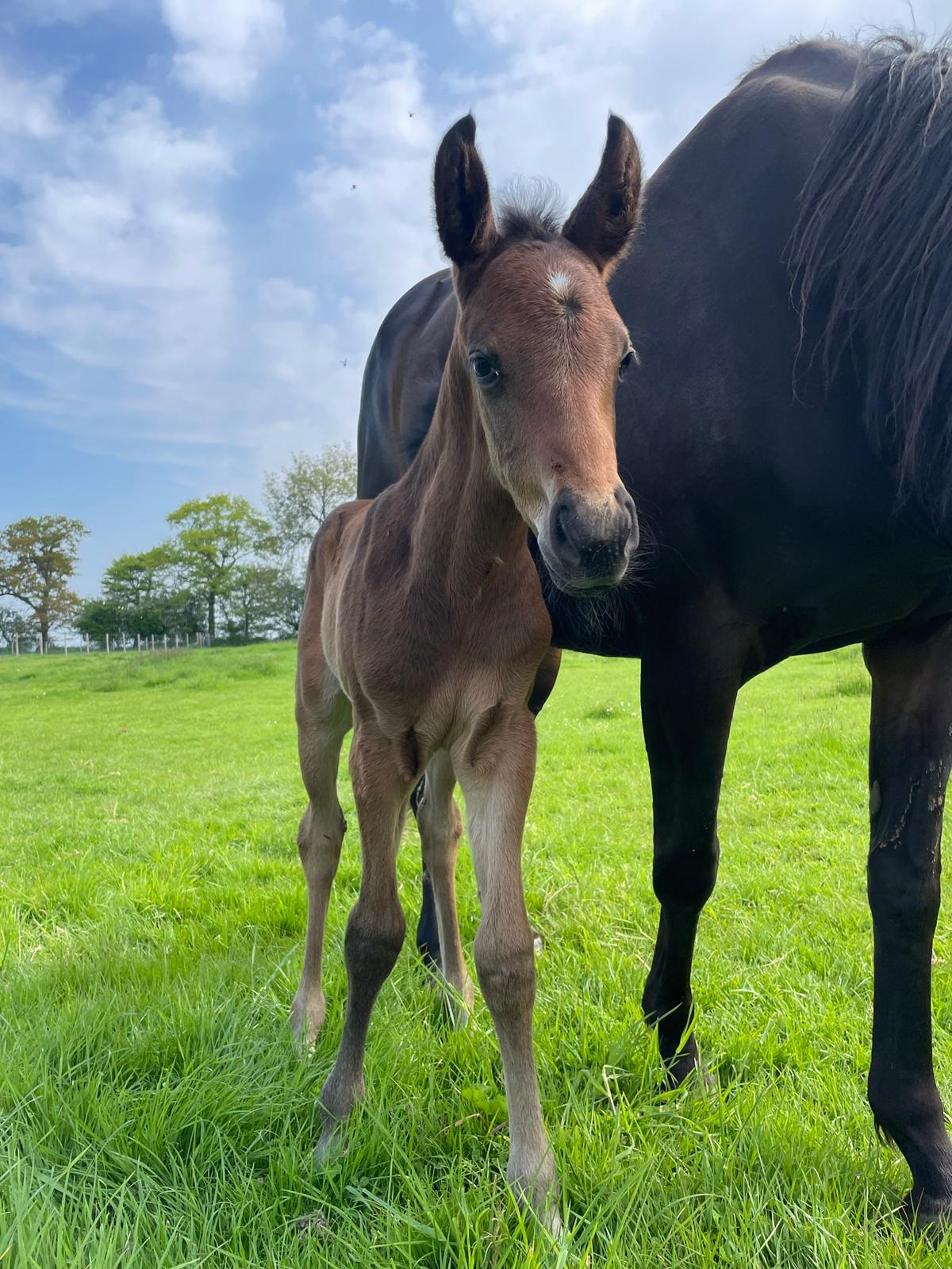 Breeding Excellence in Polo Horses: A deep dive into the process - Ainsley Saddlery