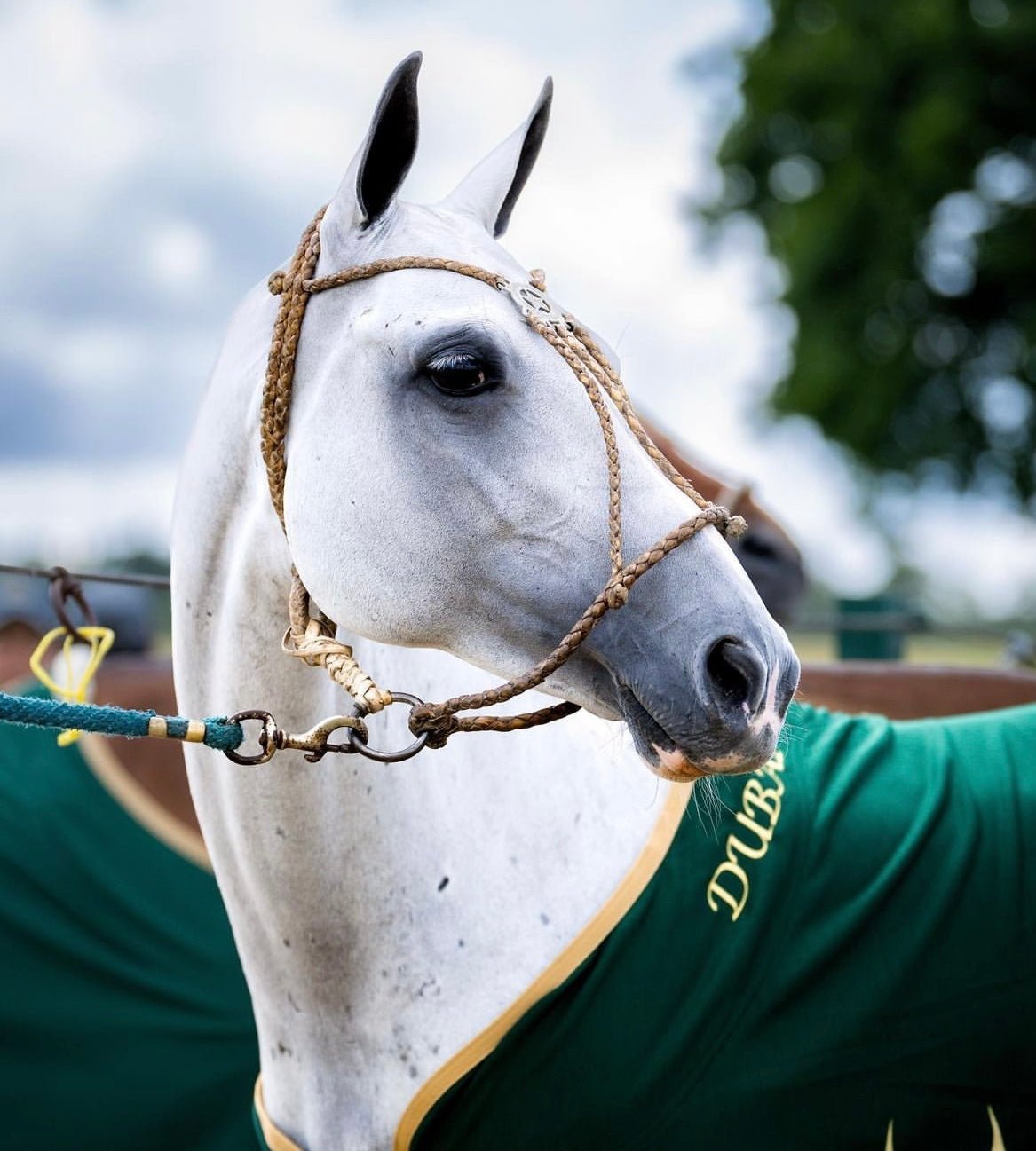 Mares: Your Partners in Polo Excellence - Ainsley Saddlery
