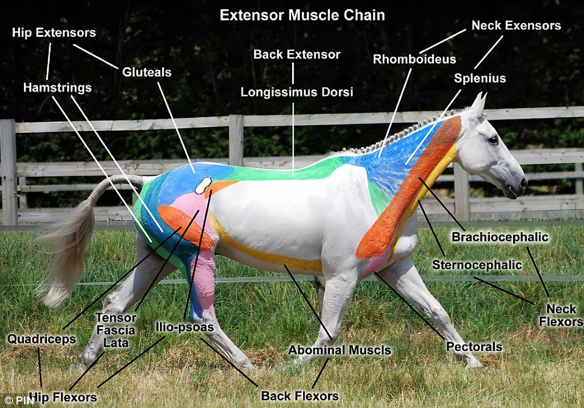 Optimising Saddle Fit: A Comprehensive Checklist - Ainsley Saddlery