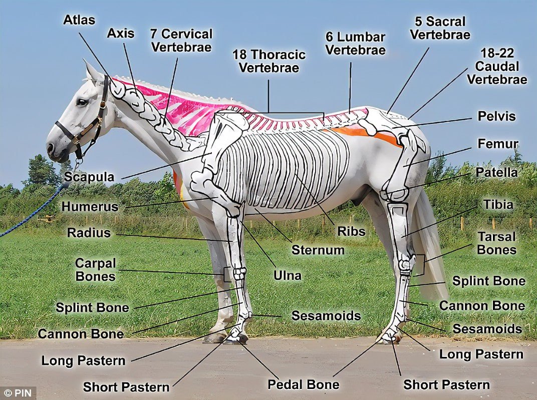 The Importance of Saddle Fit: Ensuring Your Horse’s Comfort and Performance - Ainsley Saddlery