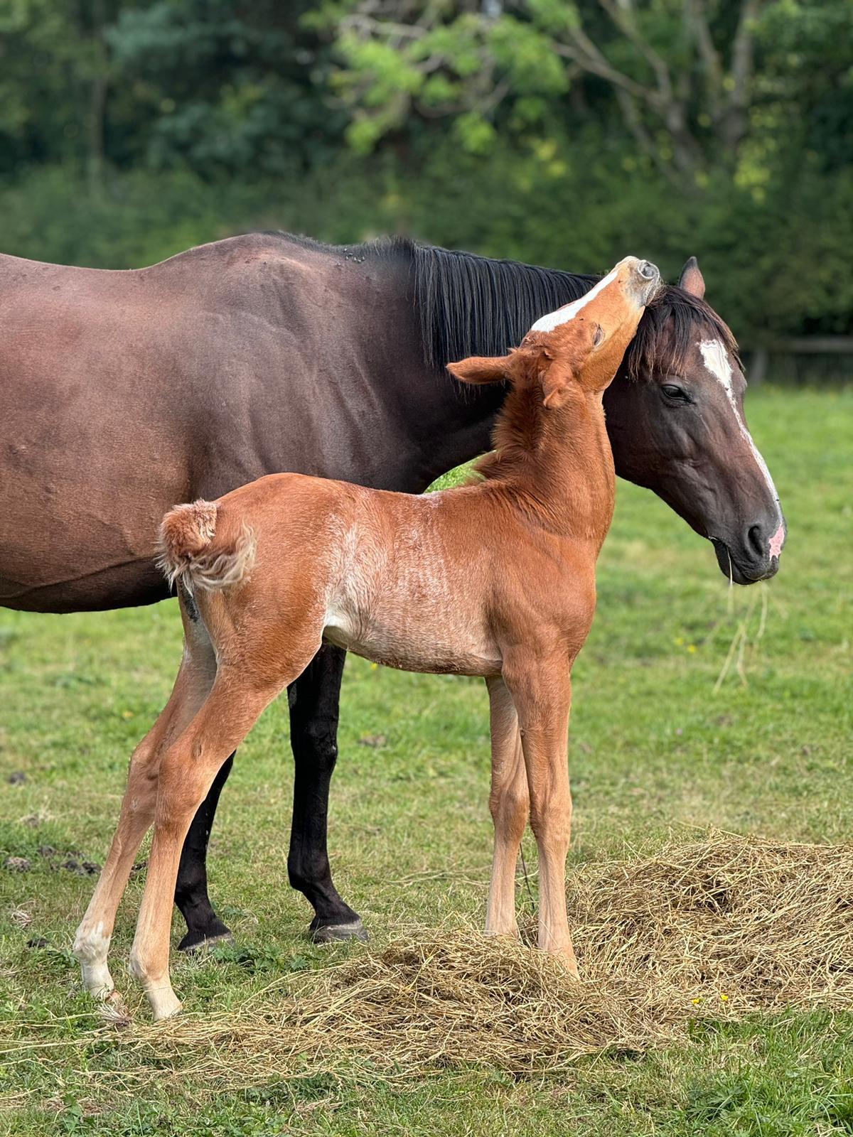 Unveiling the Nature vs. Nurture Debate: The Role of Surrogate Mares in Equine Genetics - Ainsley Saddlery