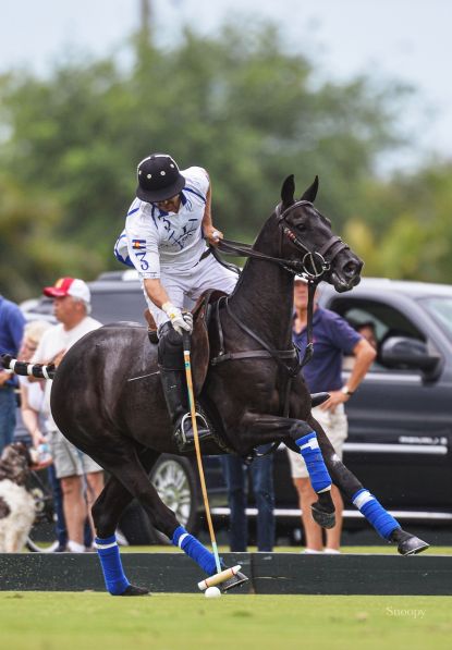 Wembley: A polo legends legacy preserved through cloning - Ainsley Saddlery