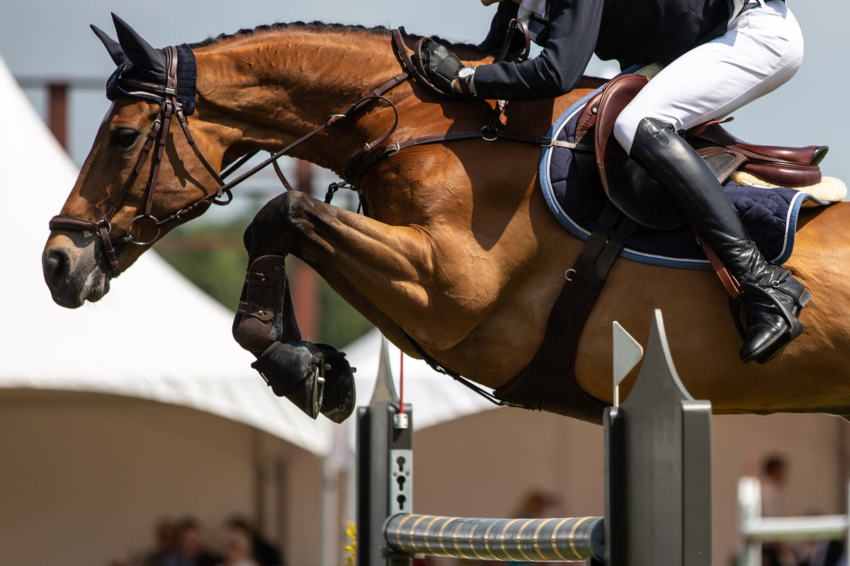 Sport Horse