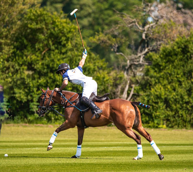 Unlock the perfect polo partner: Your journey to equestrian excellence