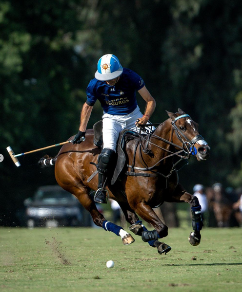 Analysing Polo Pony Selection: A Systematic Exploration